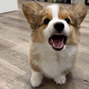 Meet your Posher, Liberty